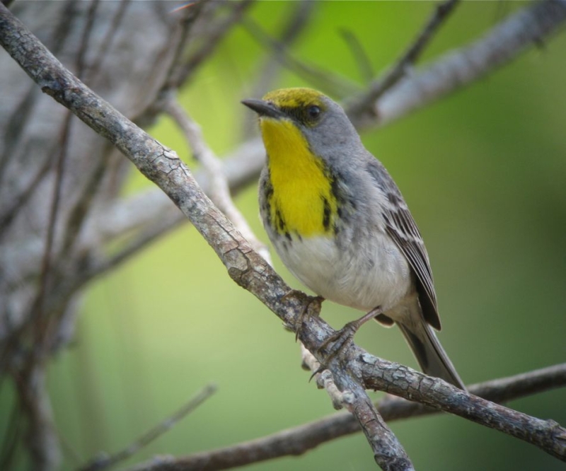 Olive-capped Warbler