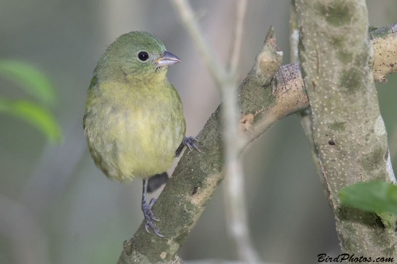 Painted Bunting