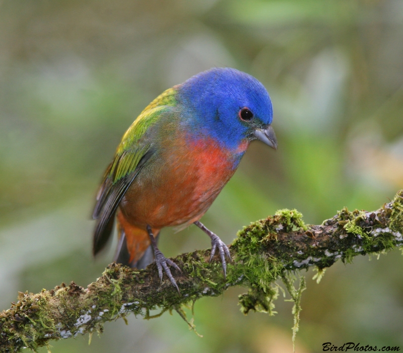 Painted Bunting