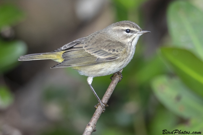 Palm Warbler