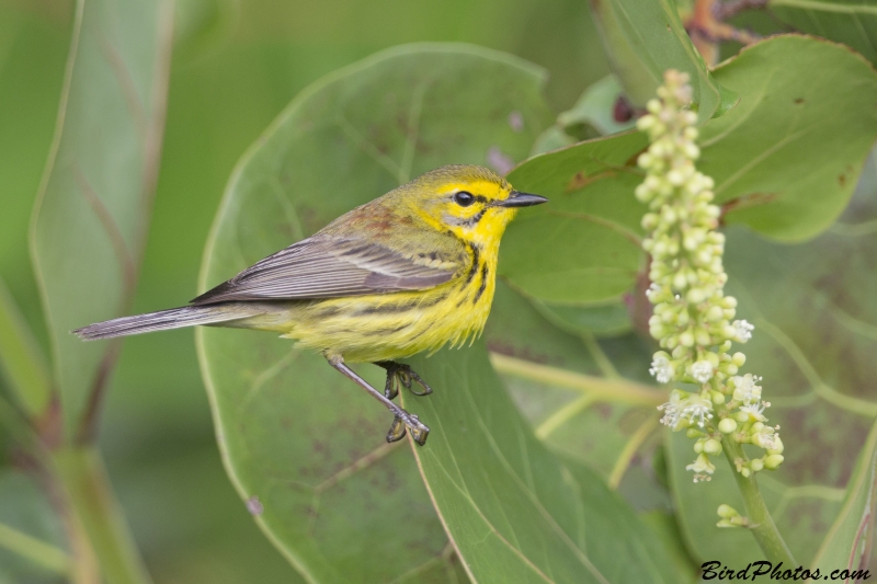 Prairie Warbler