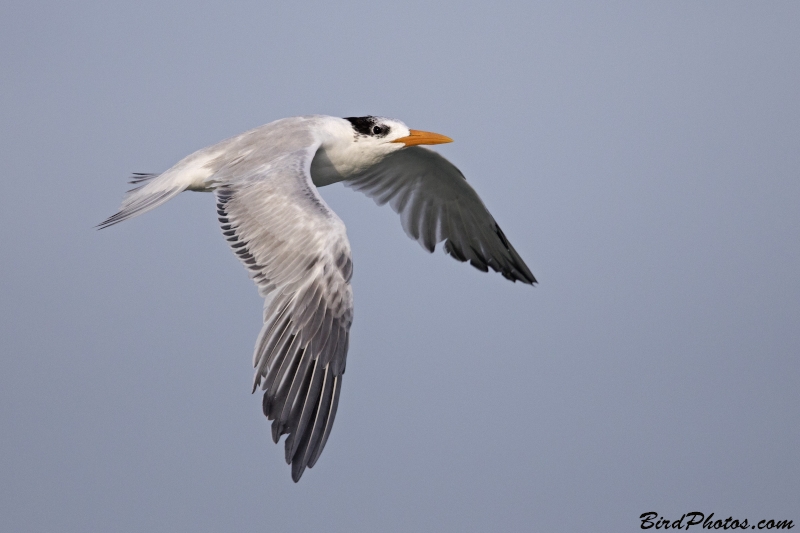 Royal Tern