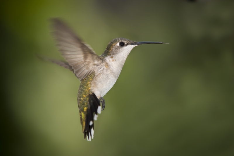 Ruby-throated Hummingbird