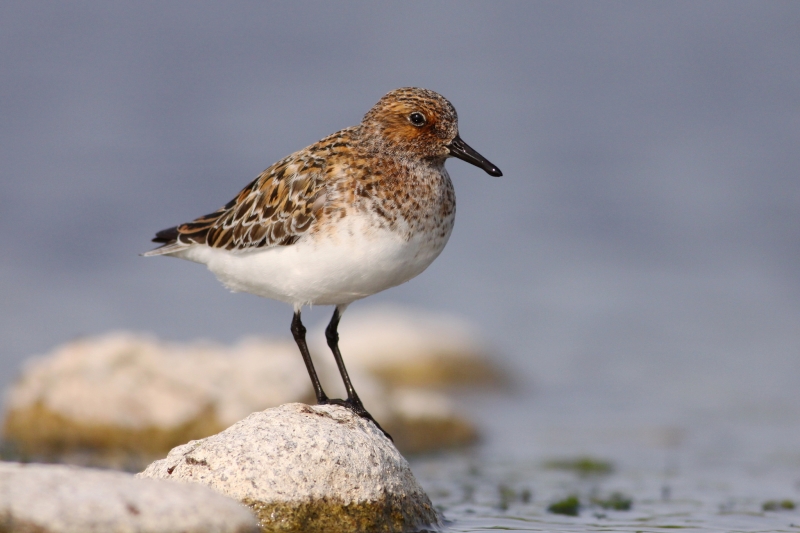 Sanderling