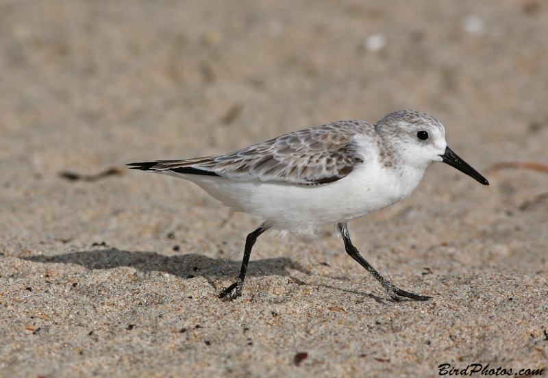 Sanderling