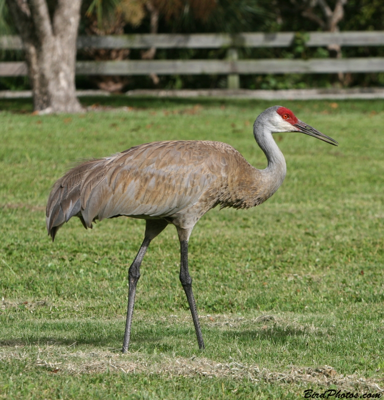 Sandhill Crane