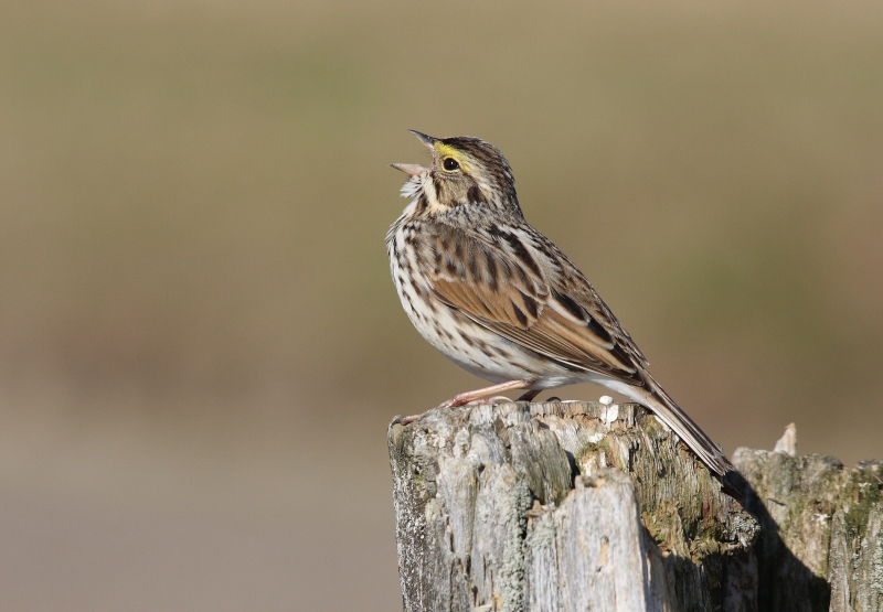 Savannah Sparrow