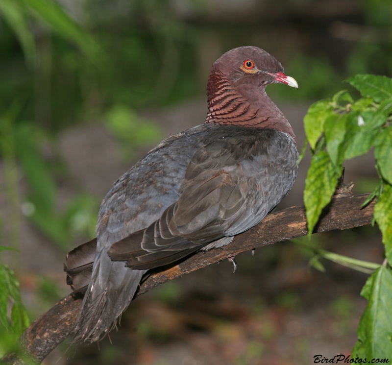 Scaly-naped Pigeon