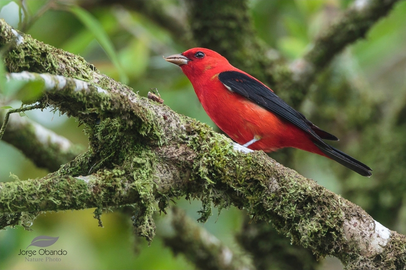 Scarlet Tanager