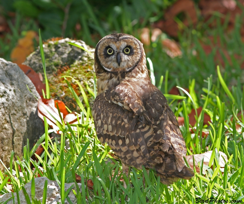 Short-eared Owl