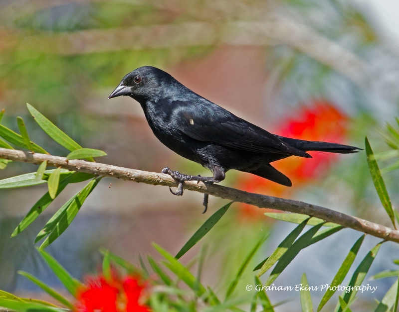 Tawny-shouldered Blackbird