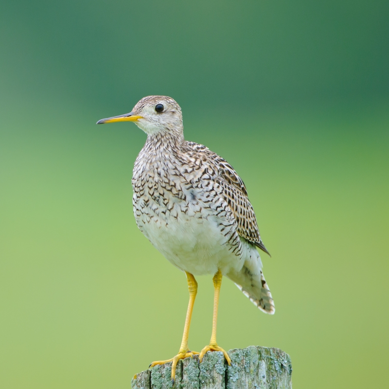 Upland Sandpiper