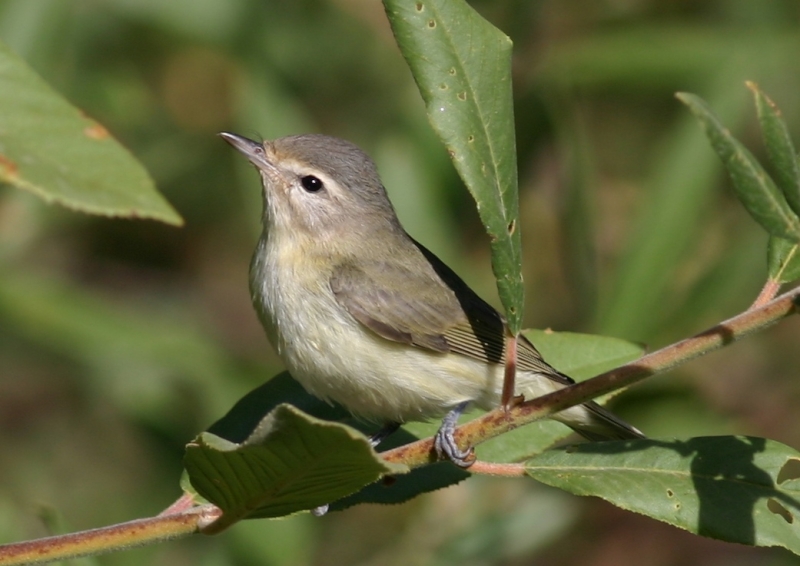 Warbling Vireo