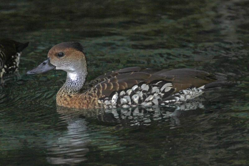 West Indian Whistling Duck