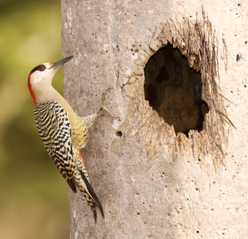 West Indian Woodpecker