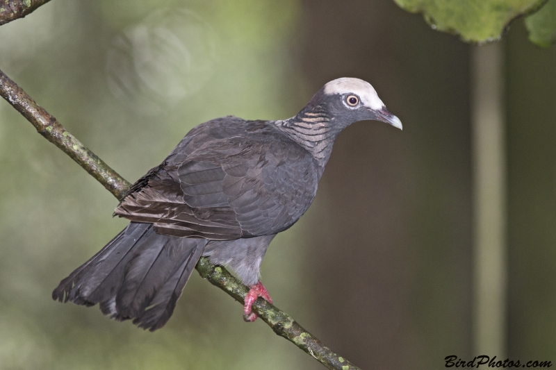 White-crowned Pigeon