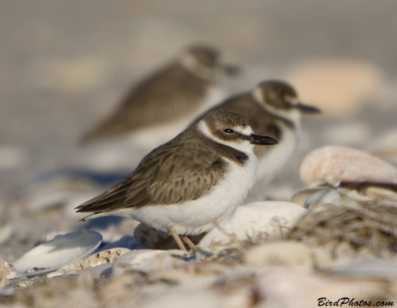 Wilson's Plover