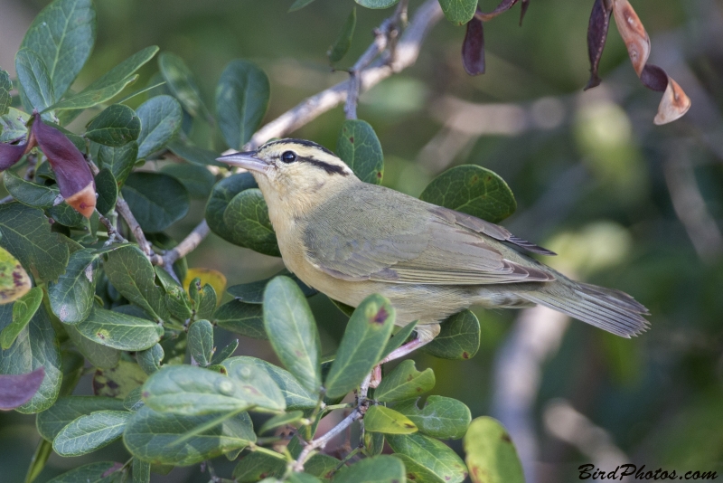 Worm-eating Warbler