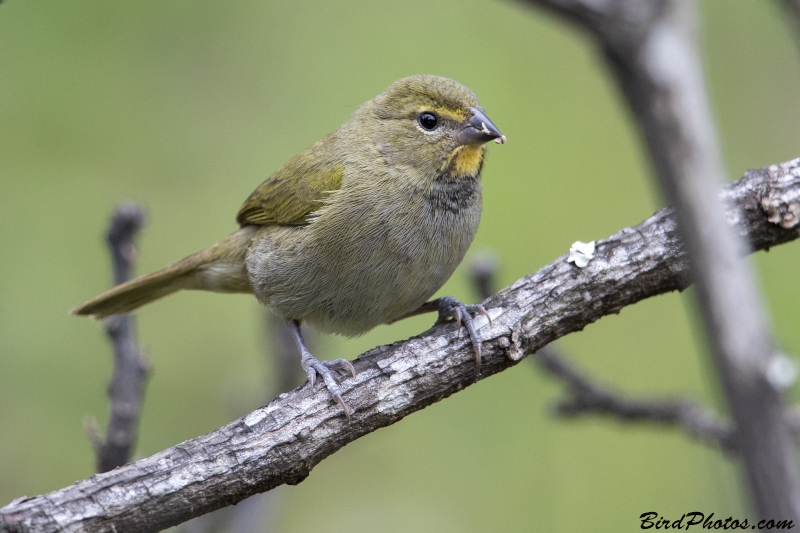 Yellow-faced Grassquit