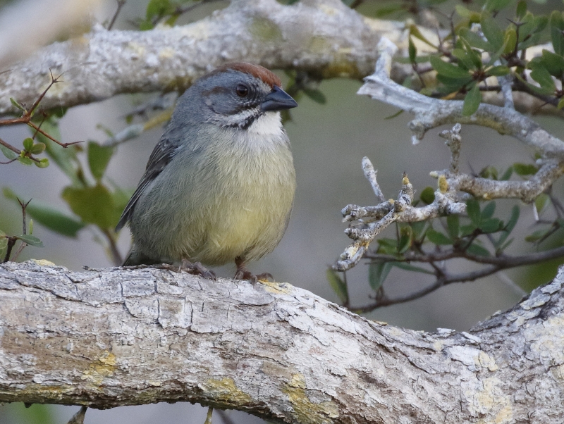 Zapata Sparrow