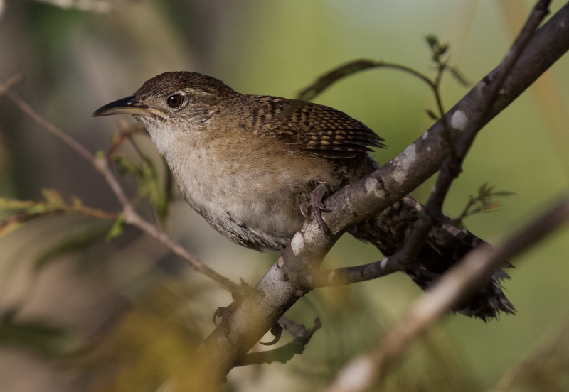 Zapata Wren