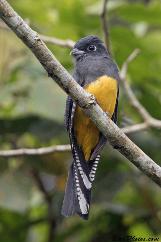 Amazonian Trogon