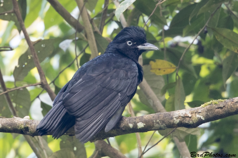 Amazonian Umbrellabird