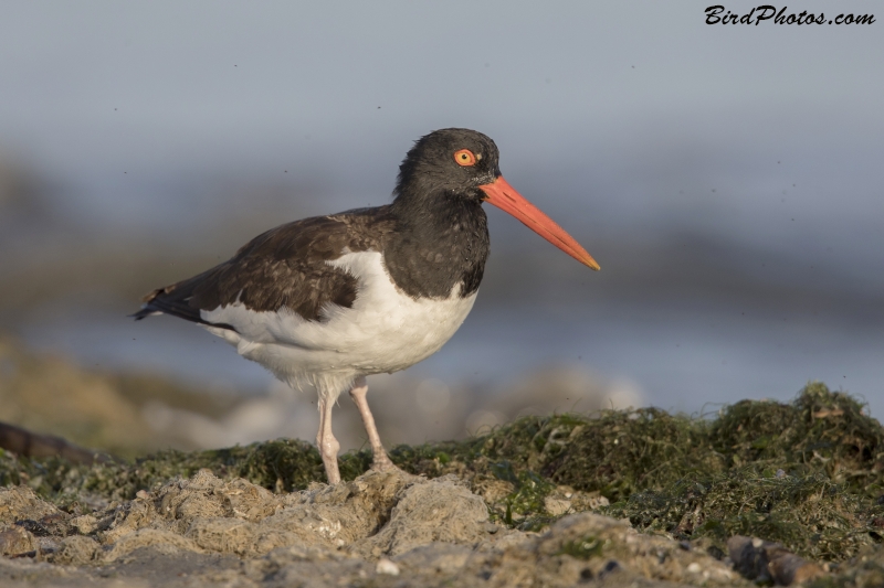 American Oystercatcher