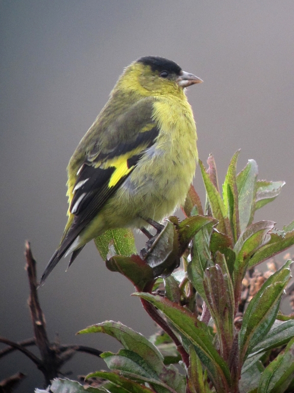 Andean Siskin