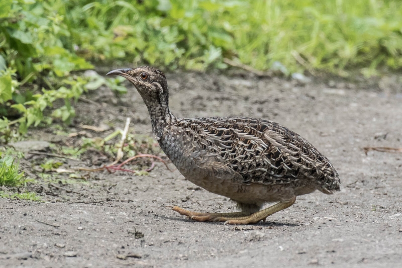 Andean Tinamou