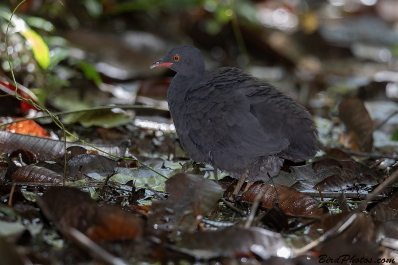 Berlepsch's Tinamou