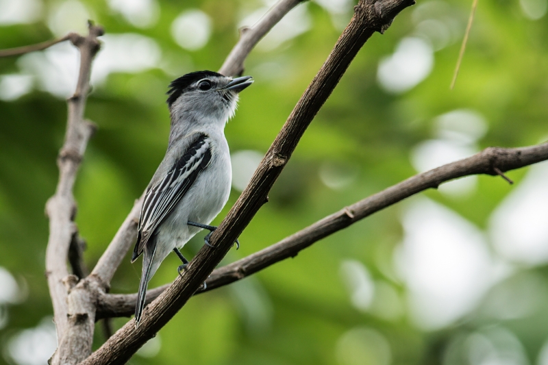 Black-and-white Becard