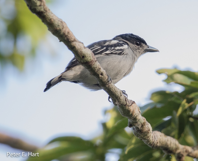 Black-capped Becard