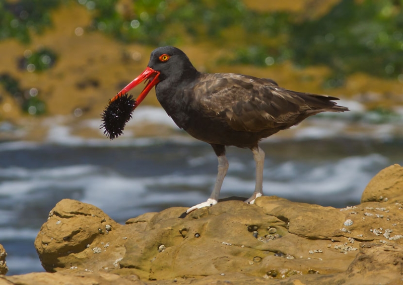 Blackish Oystercatcher