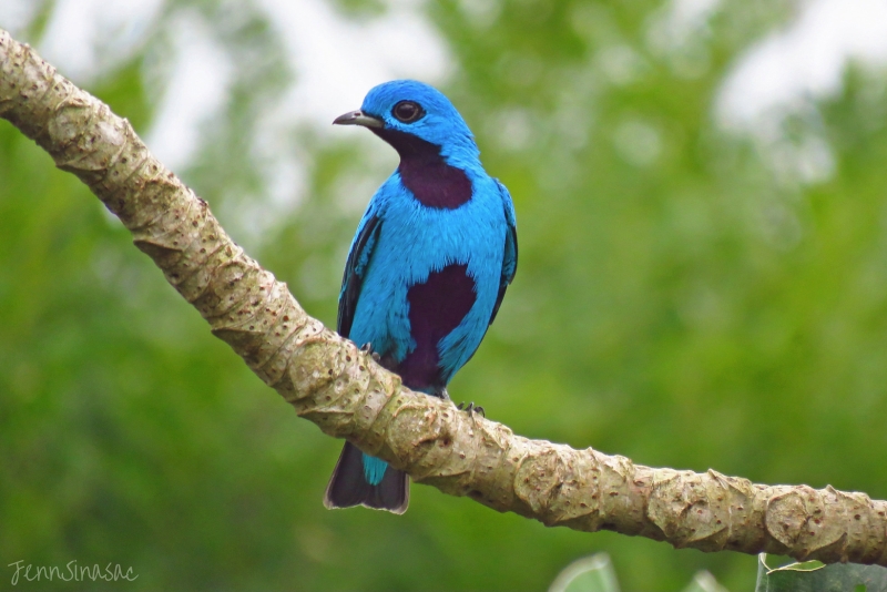 Blue Cotinga