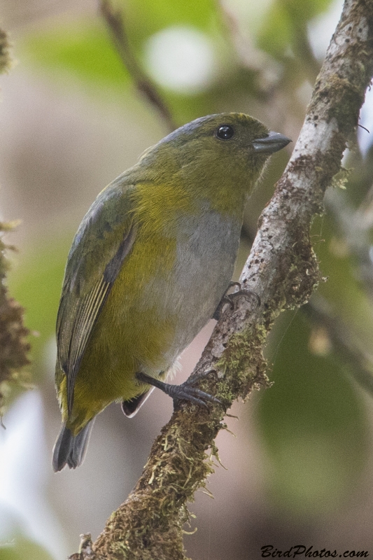 Bronze-green Euphonia