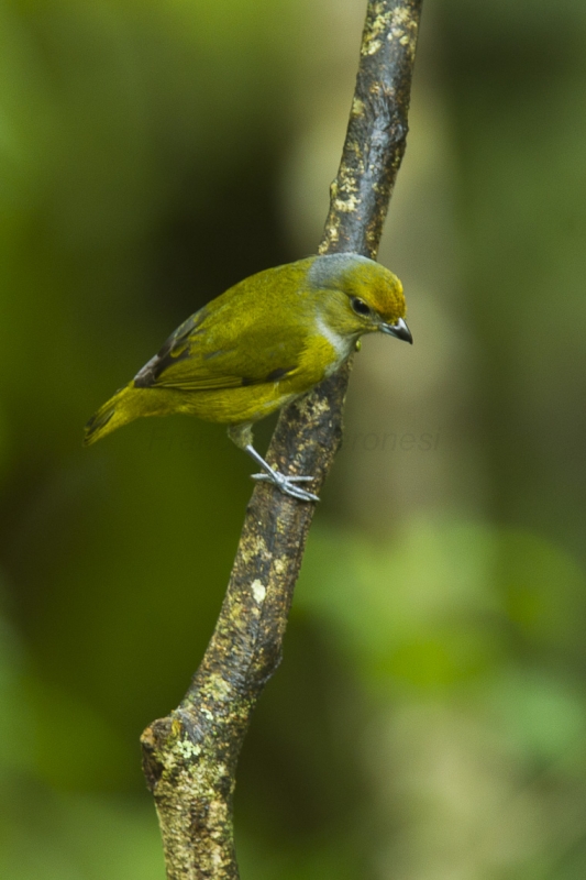 Bronze-green Euphonia