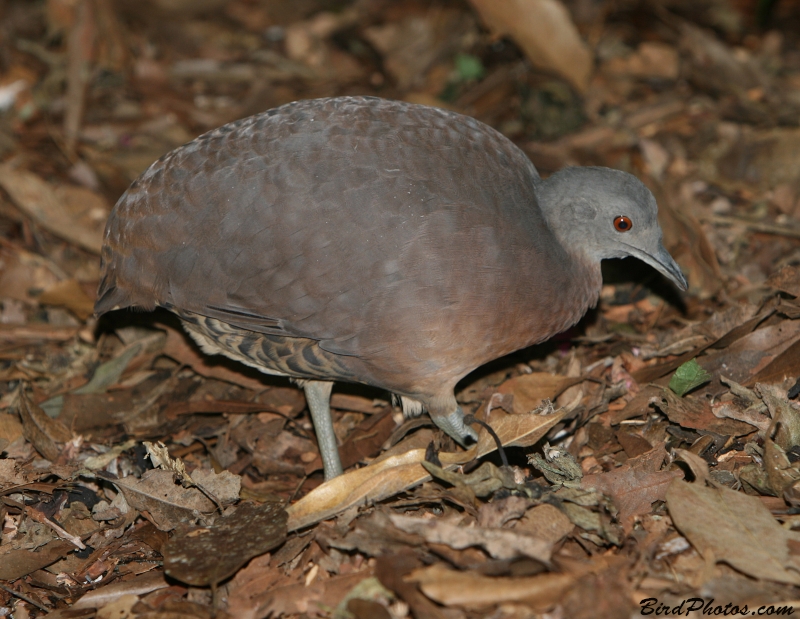 Brown Tinamou