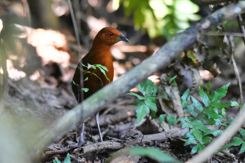 Chestnut-headed Crake