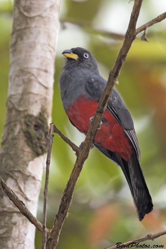 Choco Trogon