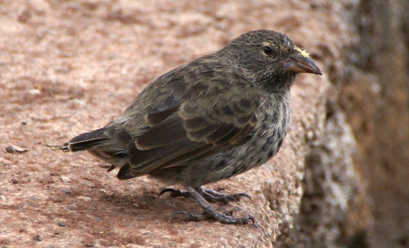 Common Cactus Finch