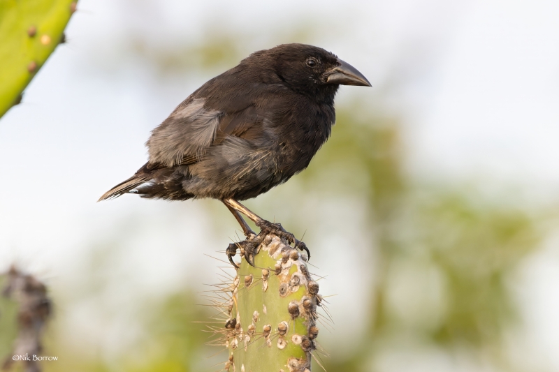 Common Cactus Finch