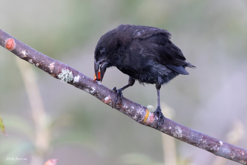 Common Cactus Finch