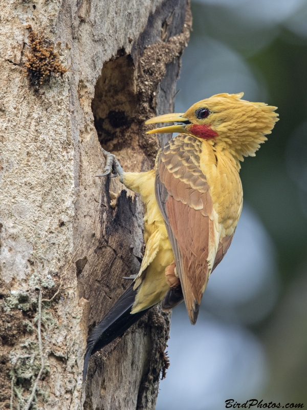 Cream-colored Woodpecker