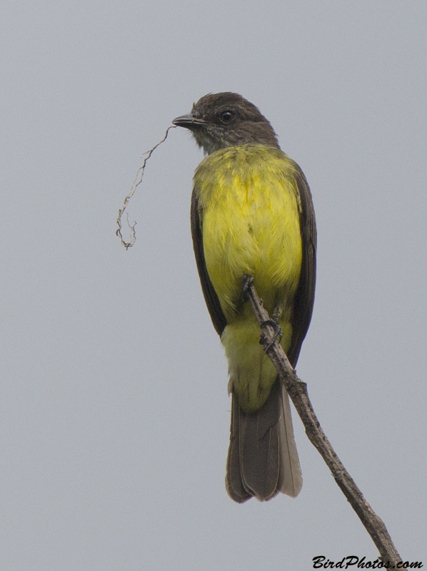 Dusky-chested Flycatcher