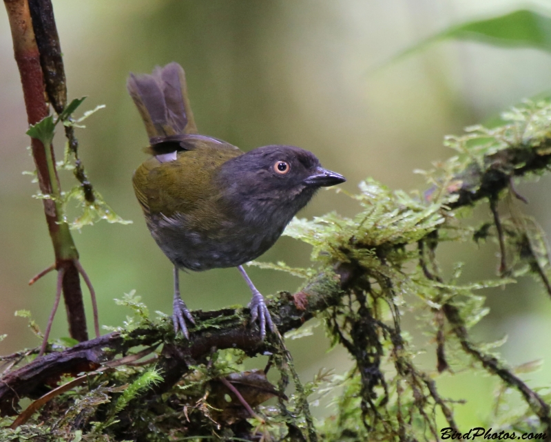 Dusky Chlorospingus