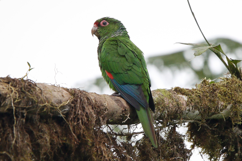 El Oro Parakeet