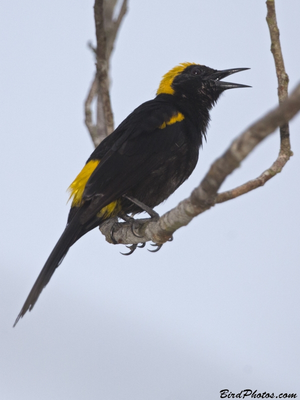 Epaulet Oriole