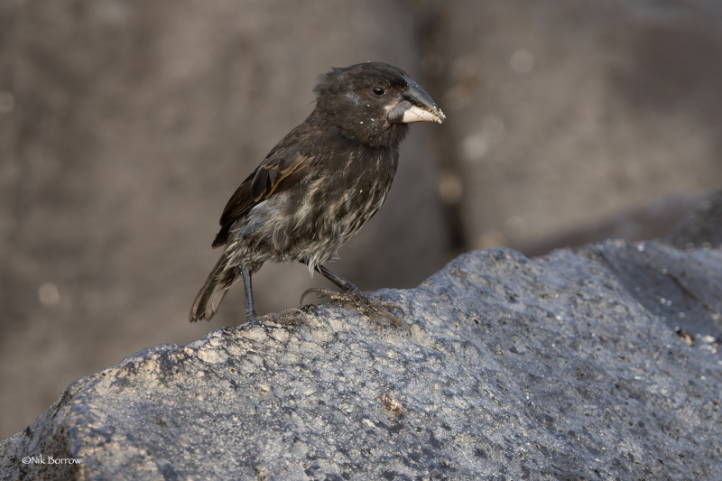 Espanola Cactus Finch