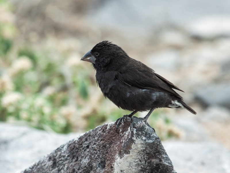 Espanola Cactus Finch